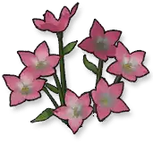 Bellflower