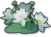 Water Lily